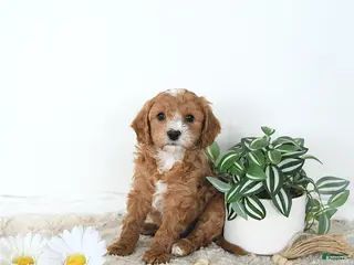 Mini Goldendoodle dogs Leo - Ad 2