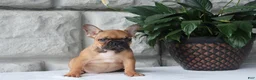 French Bulldog dogs for sale: Sophie - Ad 3
