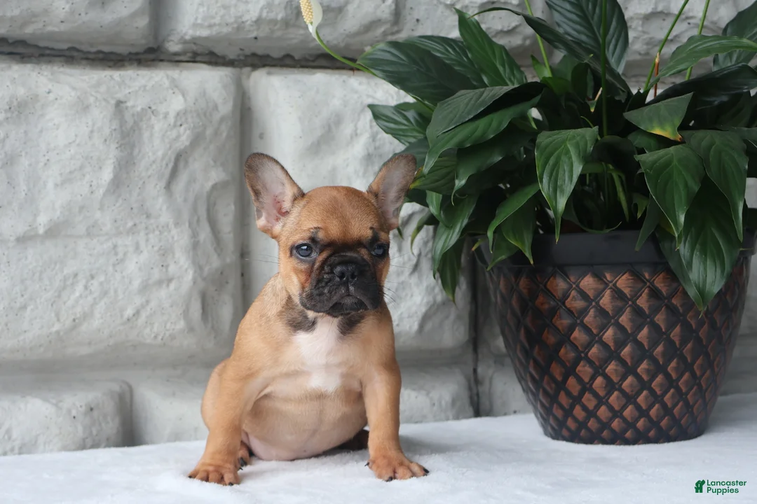 French Bulldog dogs for sale: Sophie - Ad 3