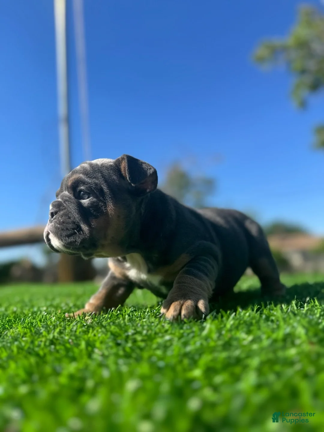 English Bulldog dogs for sale: SKYE - Black Tri Female – Sweet, Playful, Ready - Ad 7