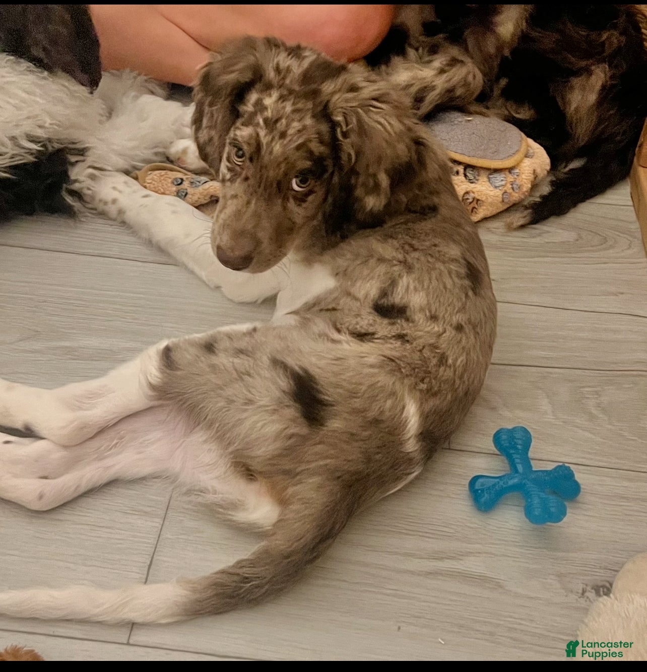 Double Doodle dogs Cupid - Ad 2