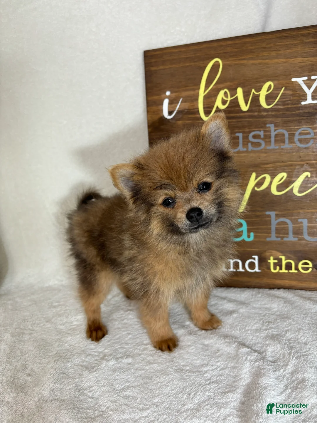 Pomeranian dogs for sale: Pom Pom - Ad 5