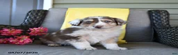 Australian Shepherd dogs for sale: Rowan - Ad 1