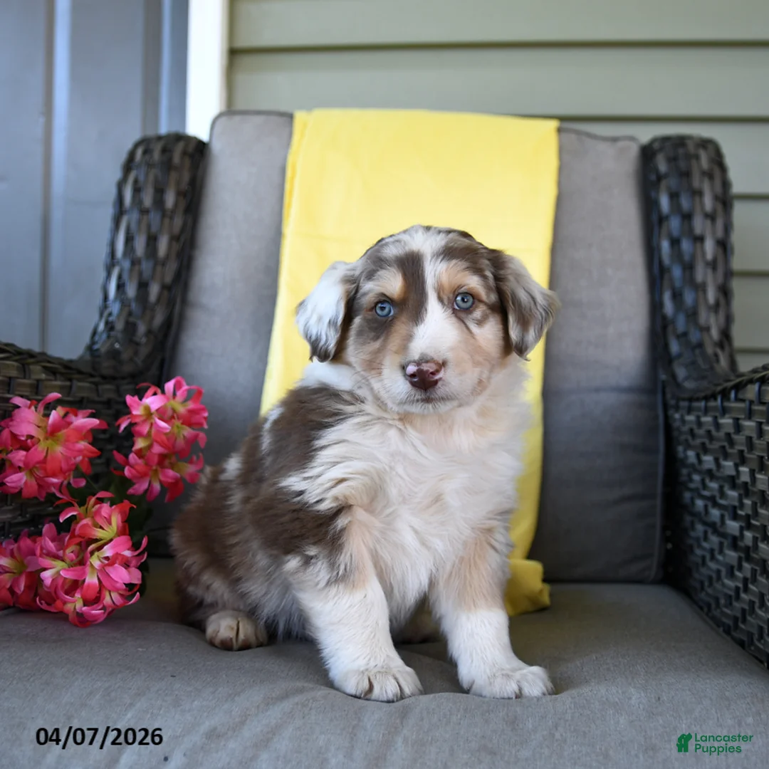 Australian Shepherd dogs for sale: Rowan - Ad 1