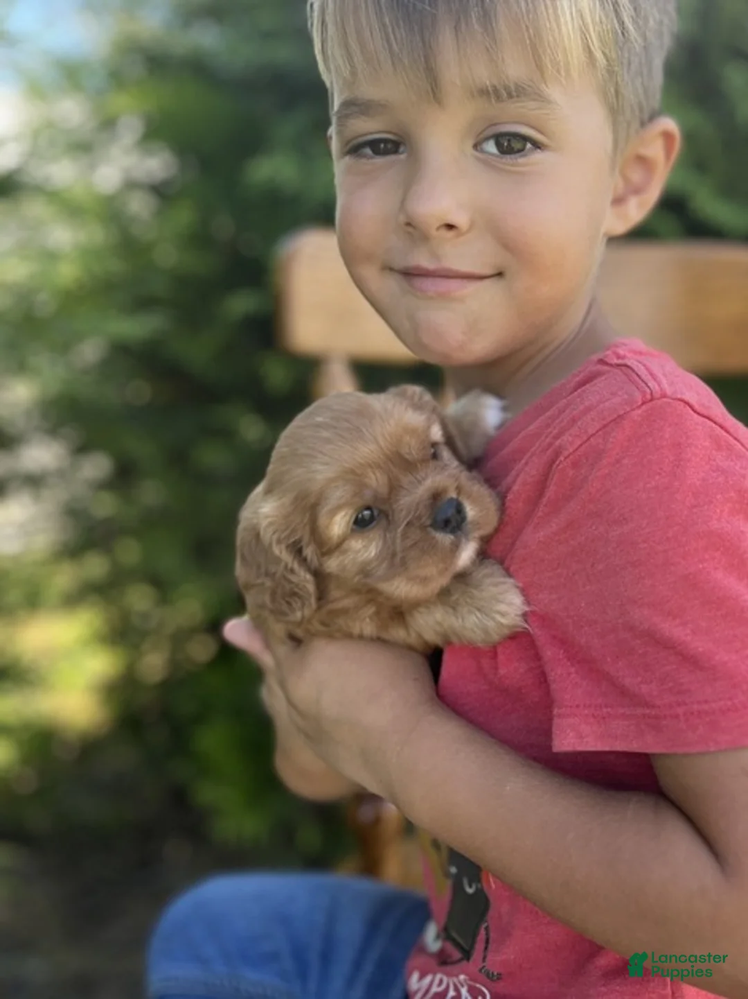 Cavalier King Charles Spaniel dogs for sale: Violet - Ad 2