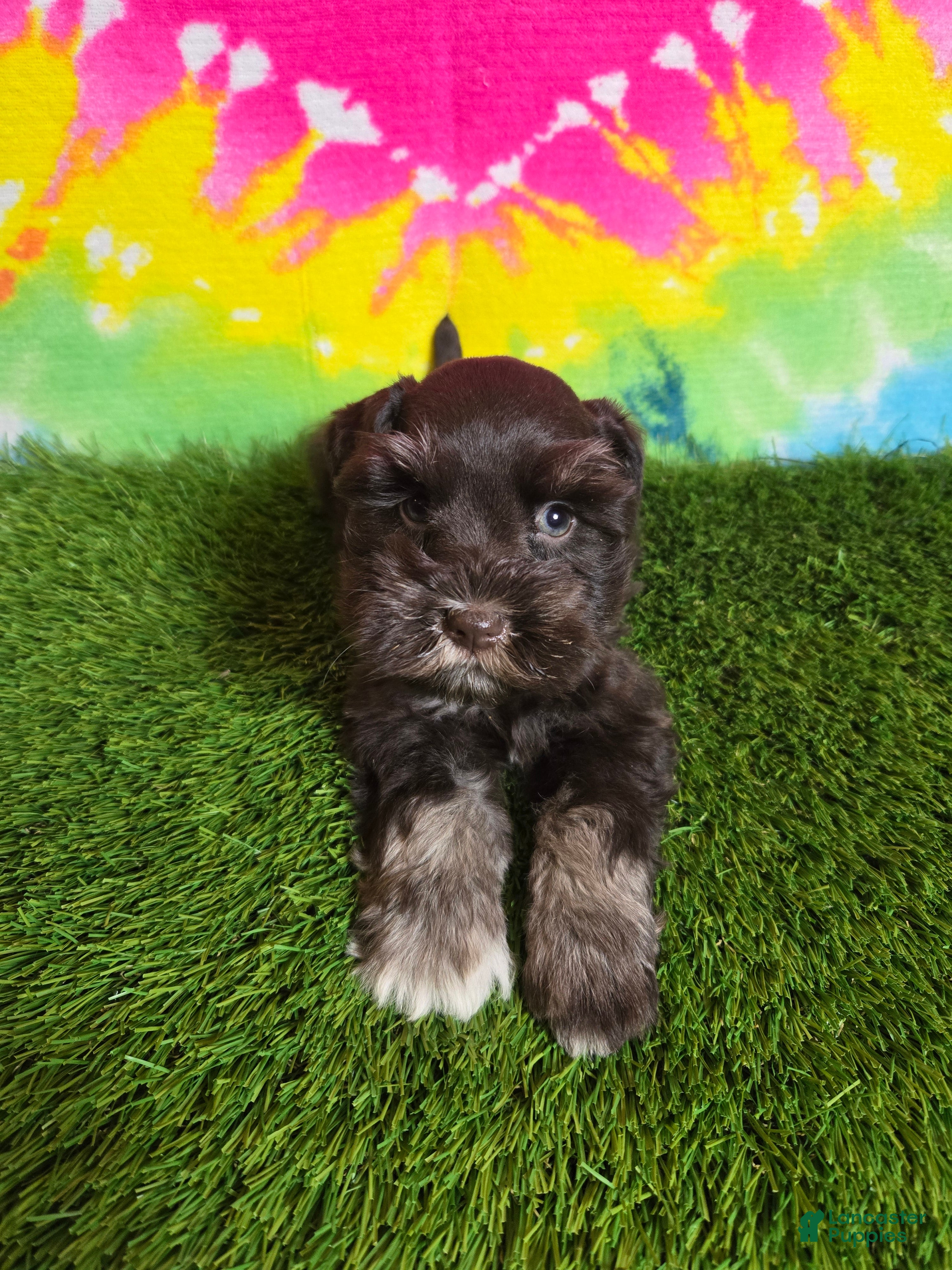 Miniature Schnauzer dogs Dory - Ad 10