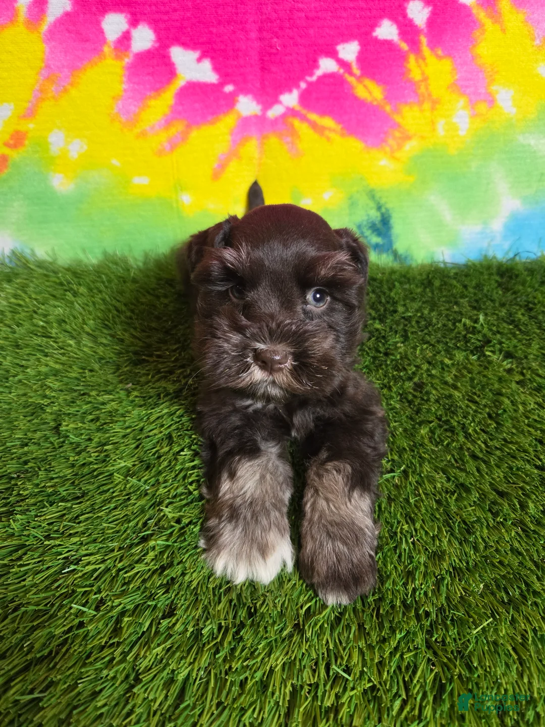 Miniature Schnauzer dogs for sale: Dory - Ad 1