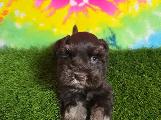 Miniature Schnauzer dogs Dory - Ad 10