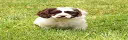 Cocker Spaniel dogs for sale: Lily - Ad 7