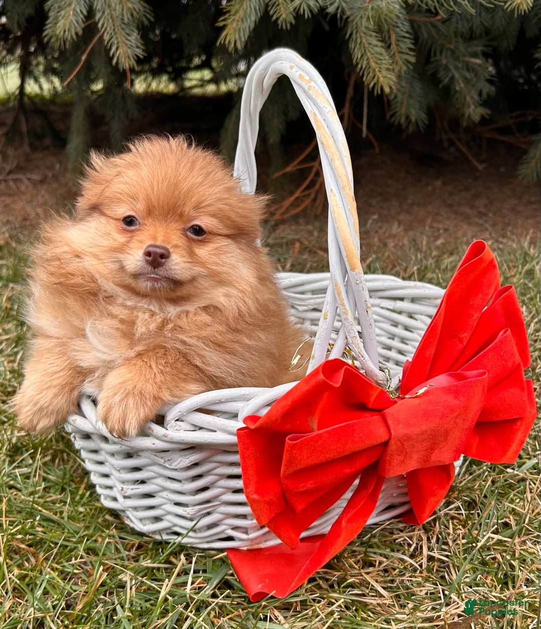 Pomeranian dogs for sale: Nutmeg - Ad 3