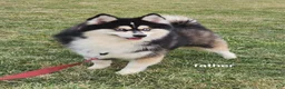 Pomsky dogs for sale: Sarge  - Ad 5