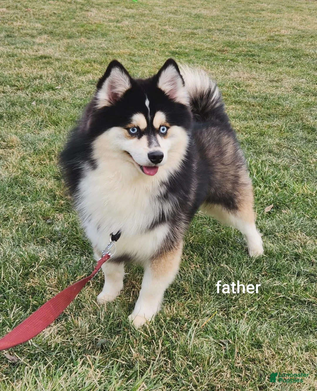 Pomsky dogs for sale: Sarge  - Ad 5