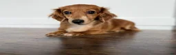 Dachshund dogs for sale: Vienna - Ad 4