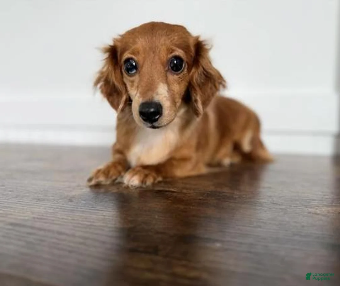 Dachshund dogs for sale: Vienna - Ad 4