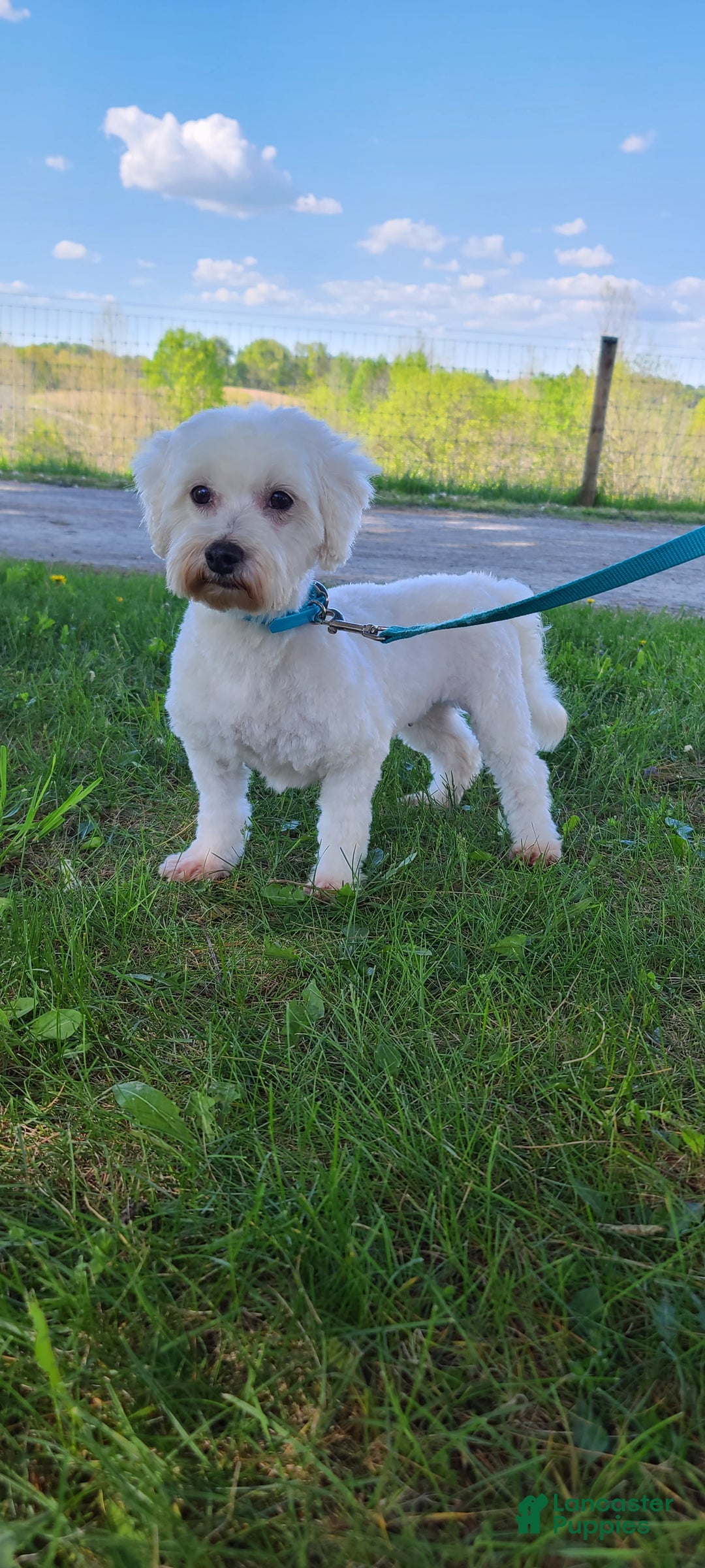 Maltese dogs for sale: Montey - Ad 6