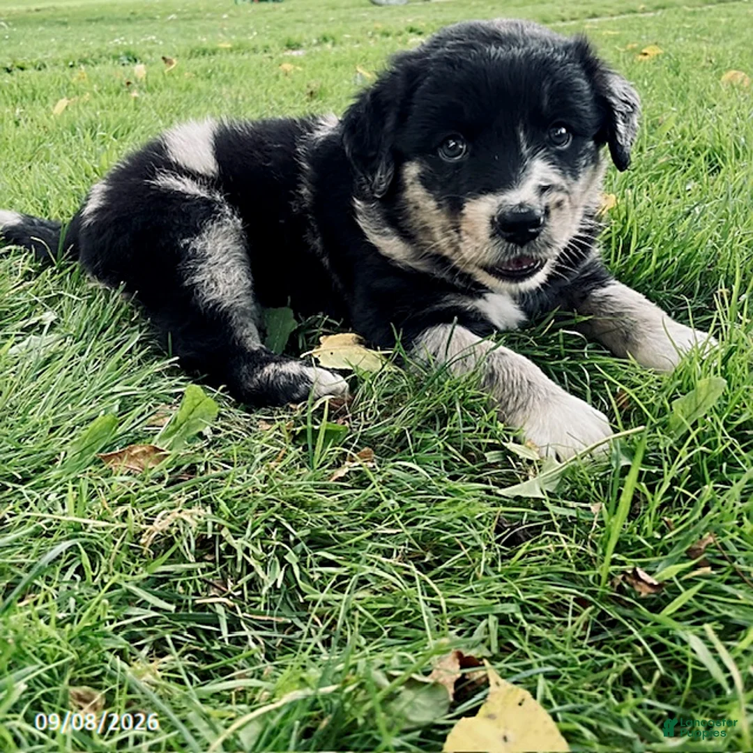 Mixed Breed dogs for sale: Holly - Ad 2