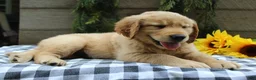 Golden Retriever dogs for sale: Stella - Ad 5