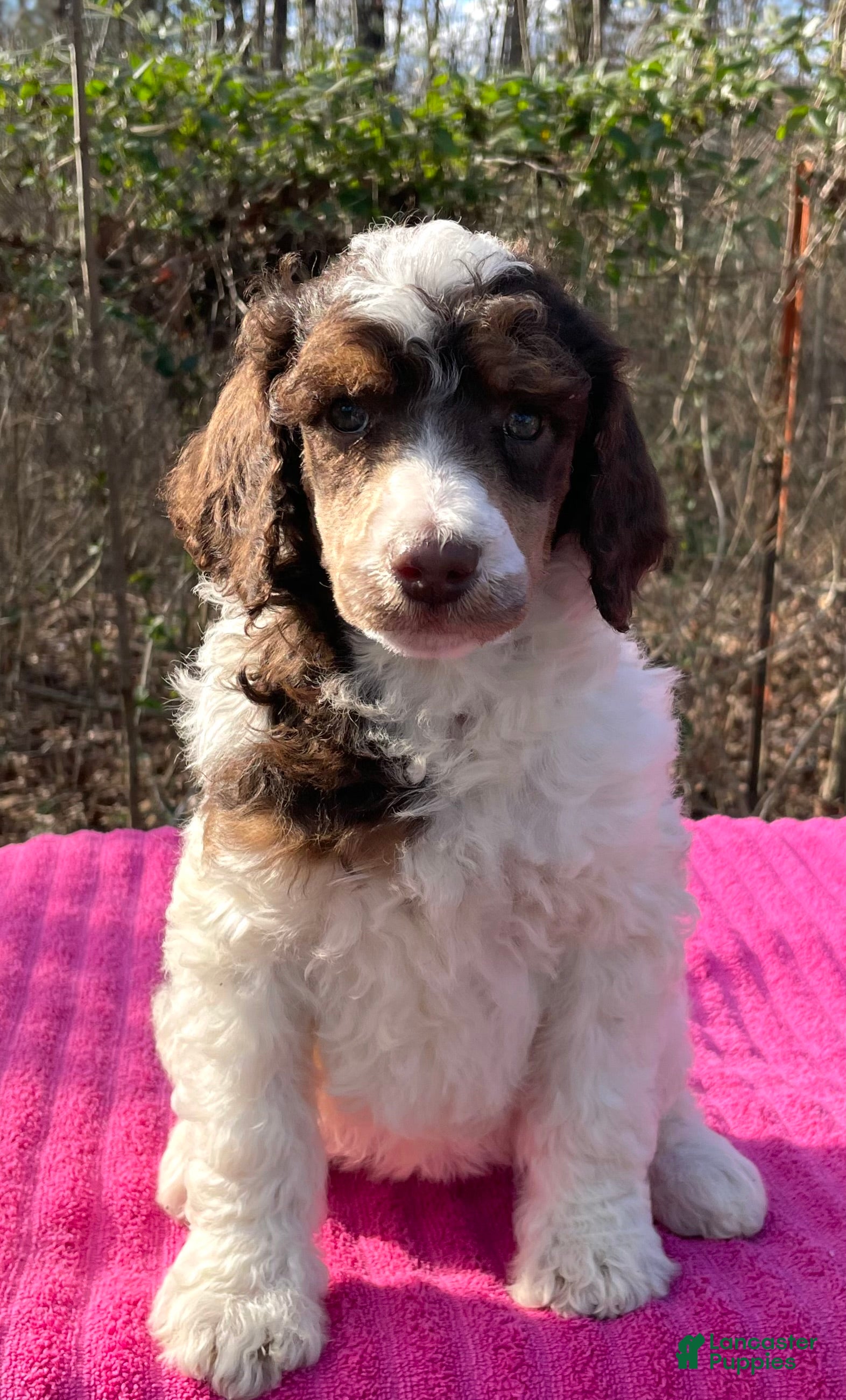Standard Poodle dogs Lynn - Ad 2