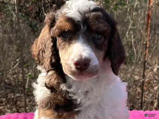 Standard Poodle dogs Lynn - Ad 2