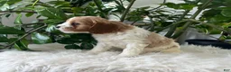 Cavapoo dogs for sale: Kiana  - Ad 5