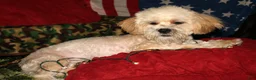 Shihpoo dogs for sale: Luke - Ad 6