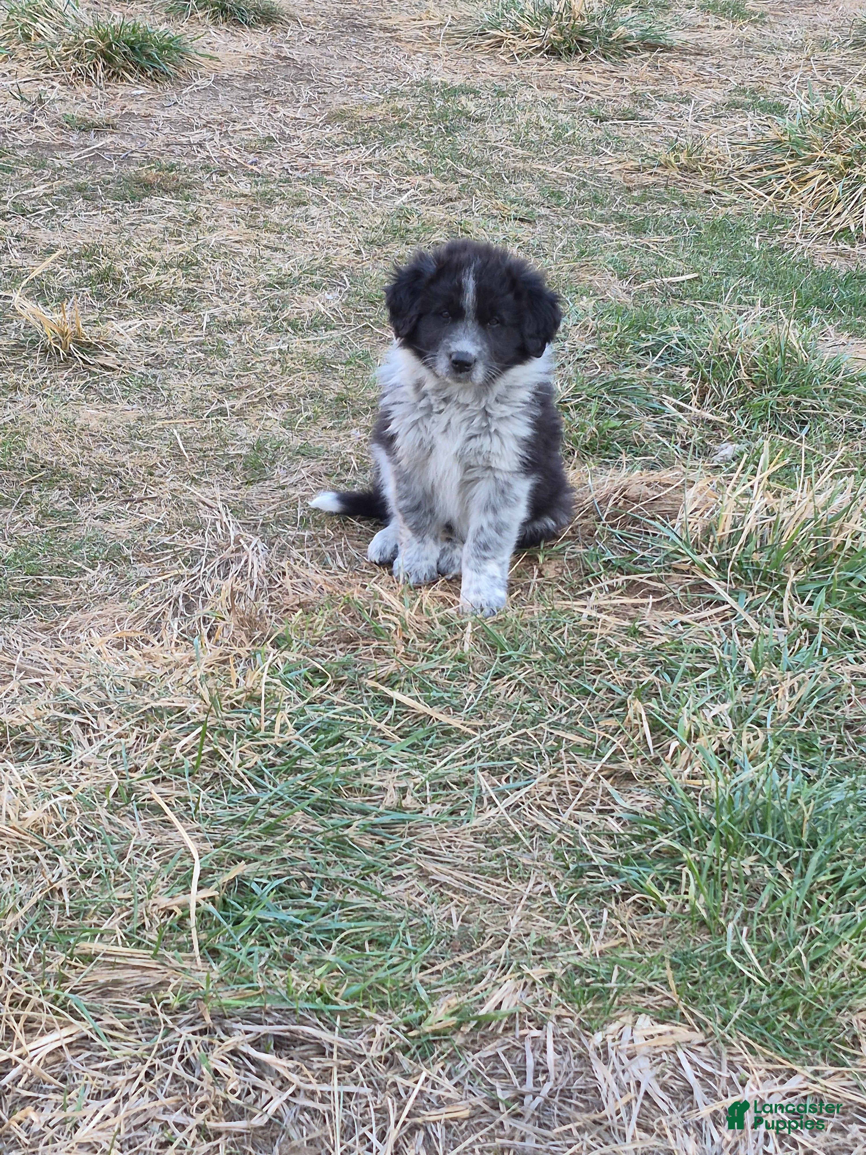 Mixed Breed dogs Loretta  - Ad 8