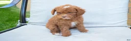 Miniature Poodle dogs for sale: Dahlia 🐶 - Ad 4
