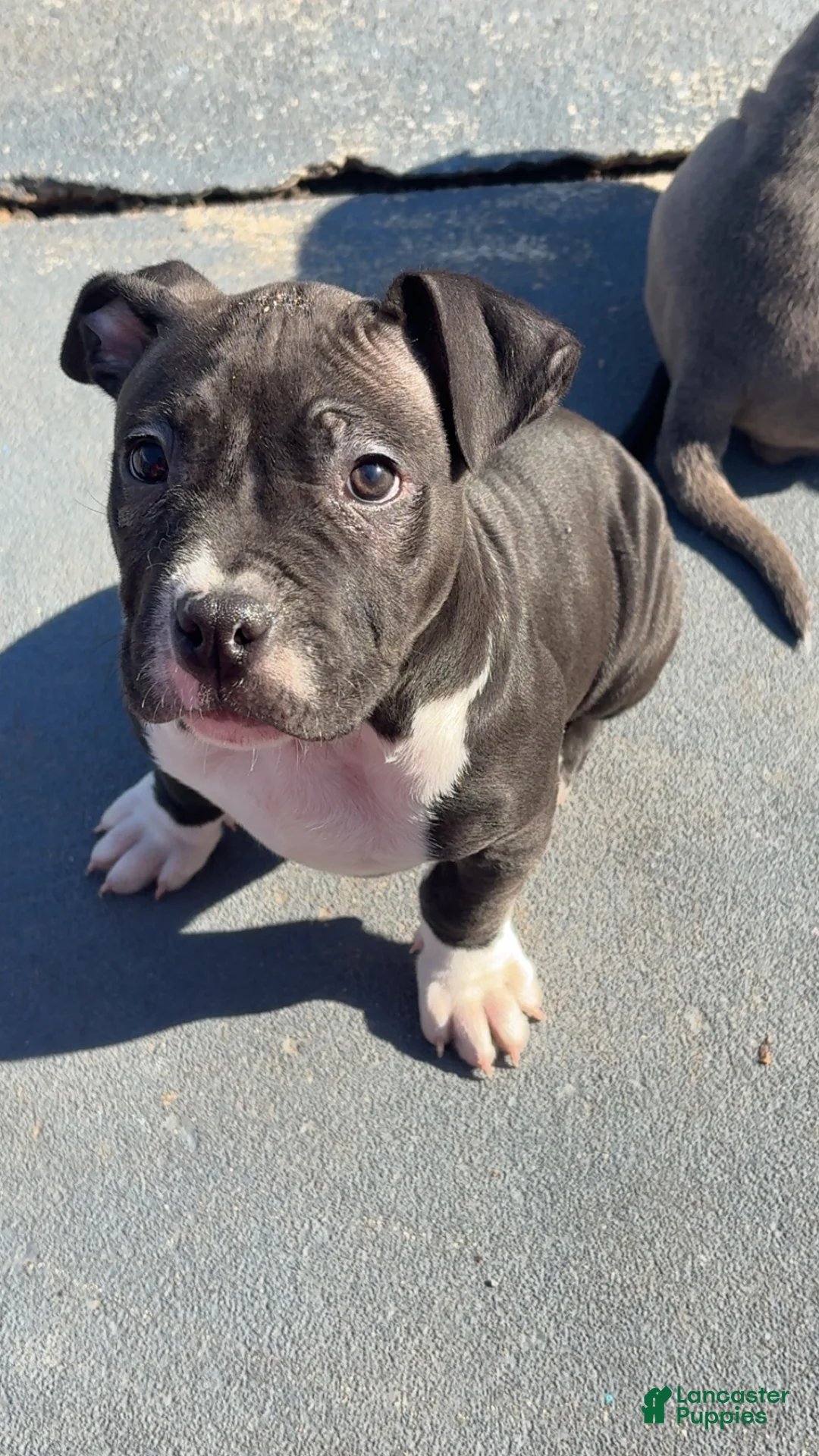 American Pit Bull Terrier dogs for sale: American Pit Bull Terrier Puppy 1 - Ad 2