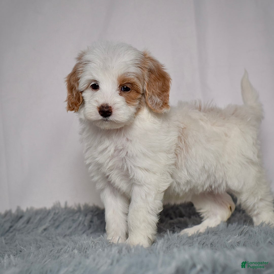 Mini Goldendoodle dogs for sale: Ms. Oakley - Ad 3