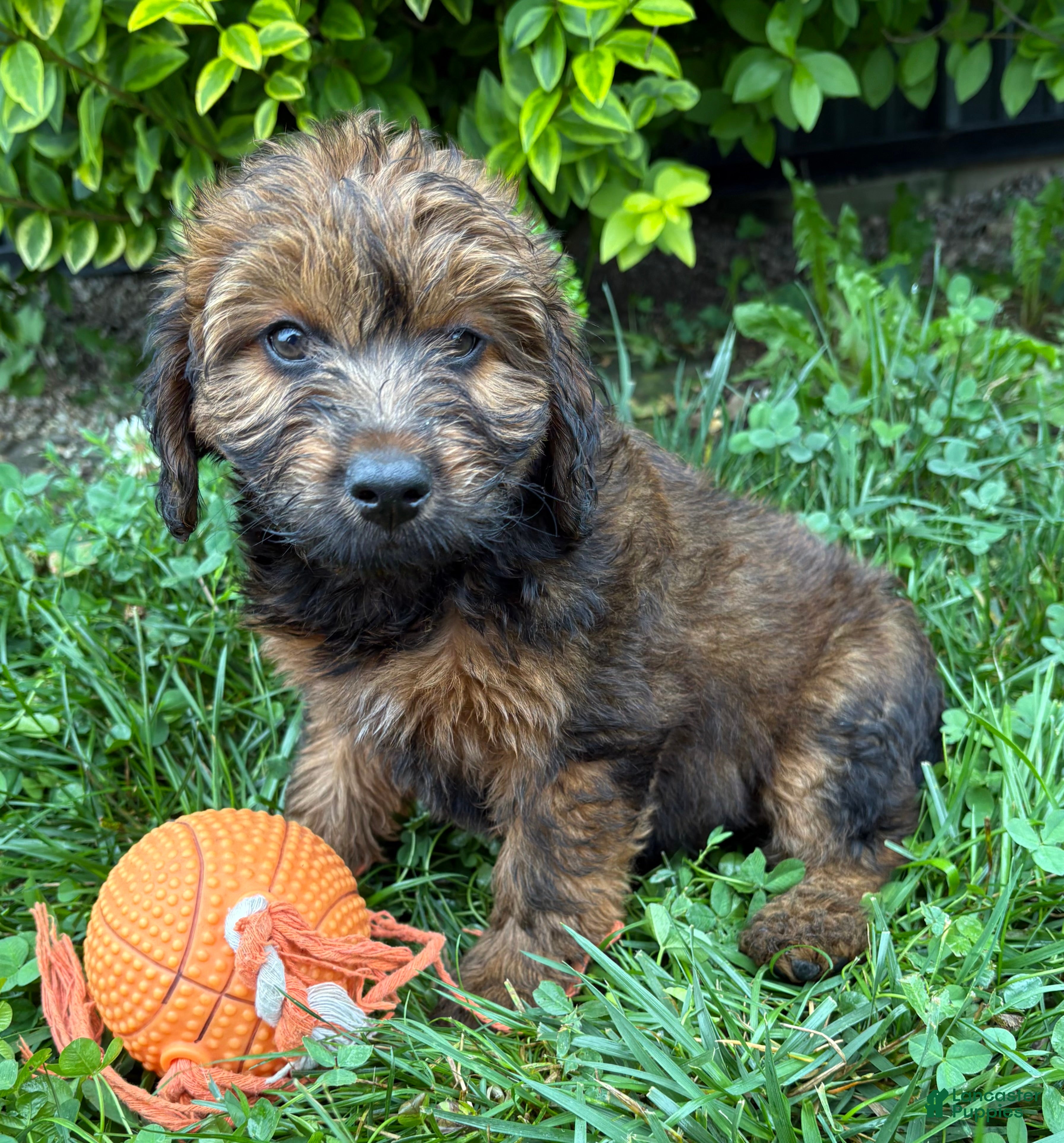 Whoodle dogs Mia - Ad 2