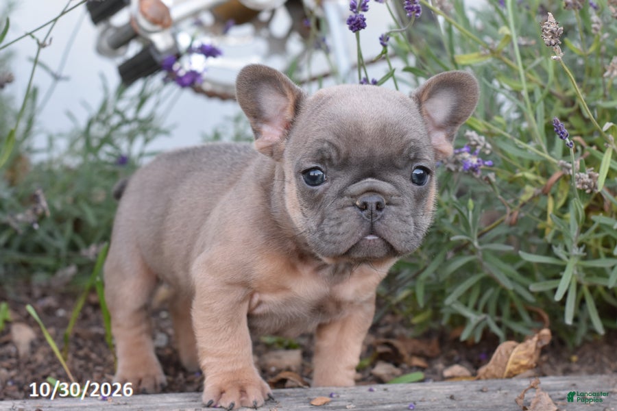 French Bulldog dogs for sale: Spencer - Ad 1