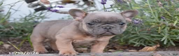 French Bulldog dogs for sale: Spencer - Ad 1