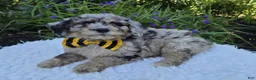 Mini Sheepadoodle dogs for sale: Tommy - Ad 1