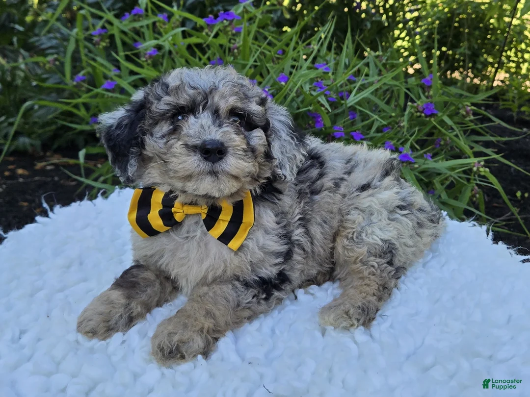 Mini Sheepadoodle dogs for sale: Tommy - Ad 1