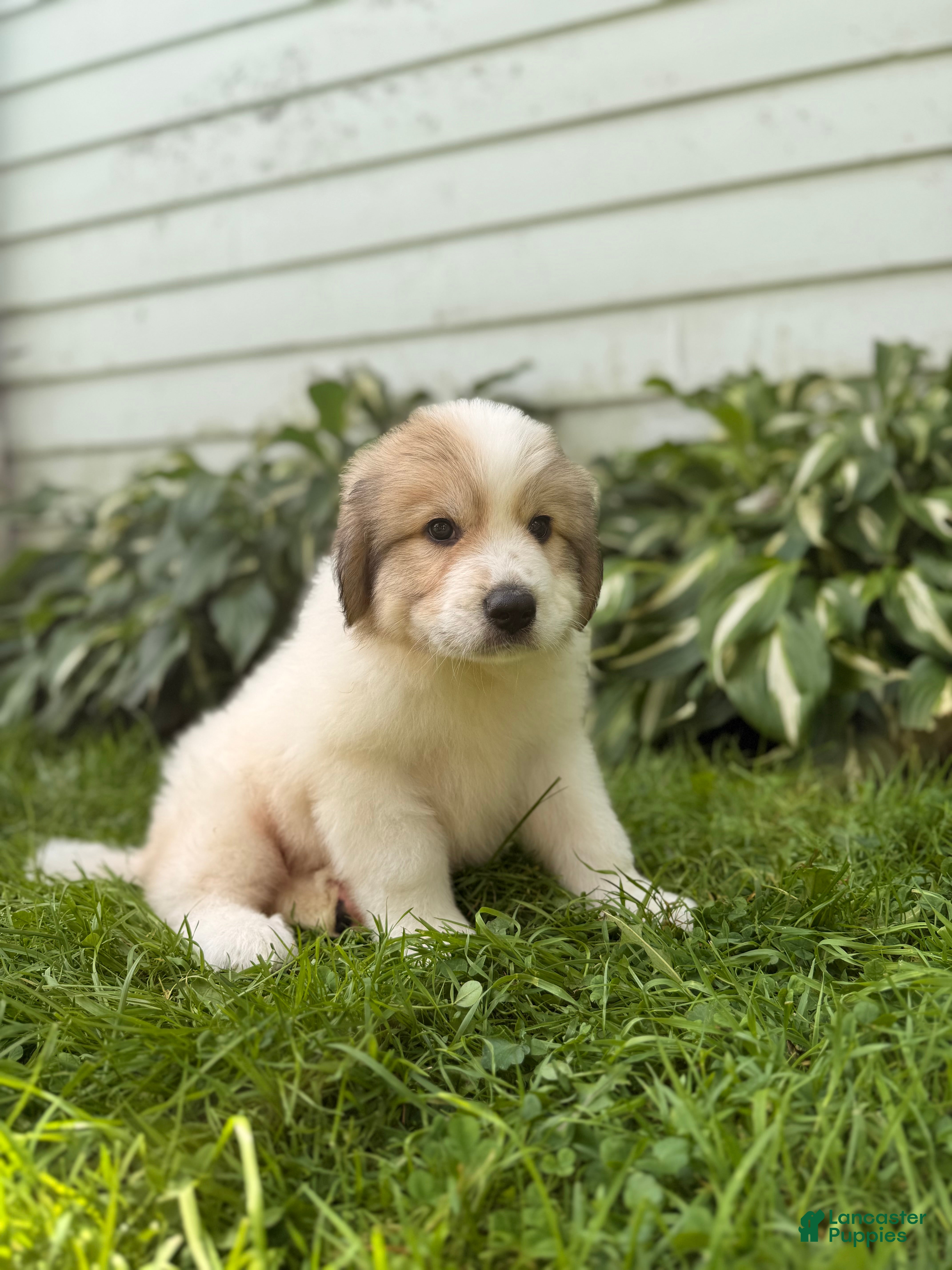 Great Pyrenees dogs Rover - Ad 1