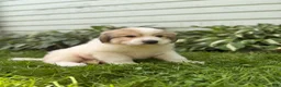 Great Pyrenees dogs for sale: Rover - Ad 11