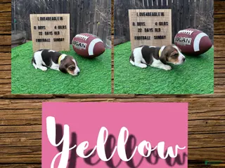 Beagle dogs Beagle Puppy 9 - Ad 17