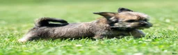 Shorkie dogs for sale: Stewart - Ad 7