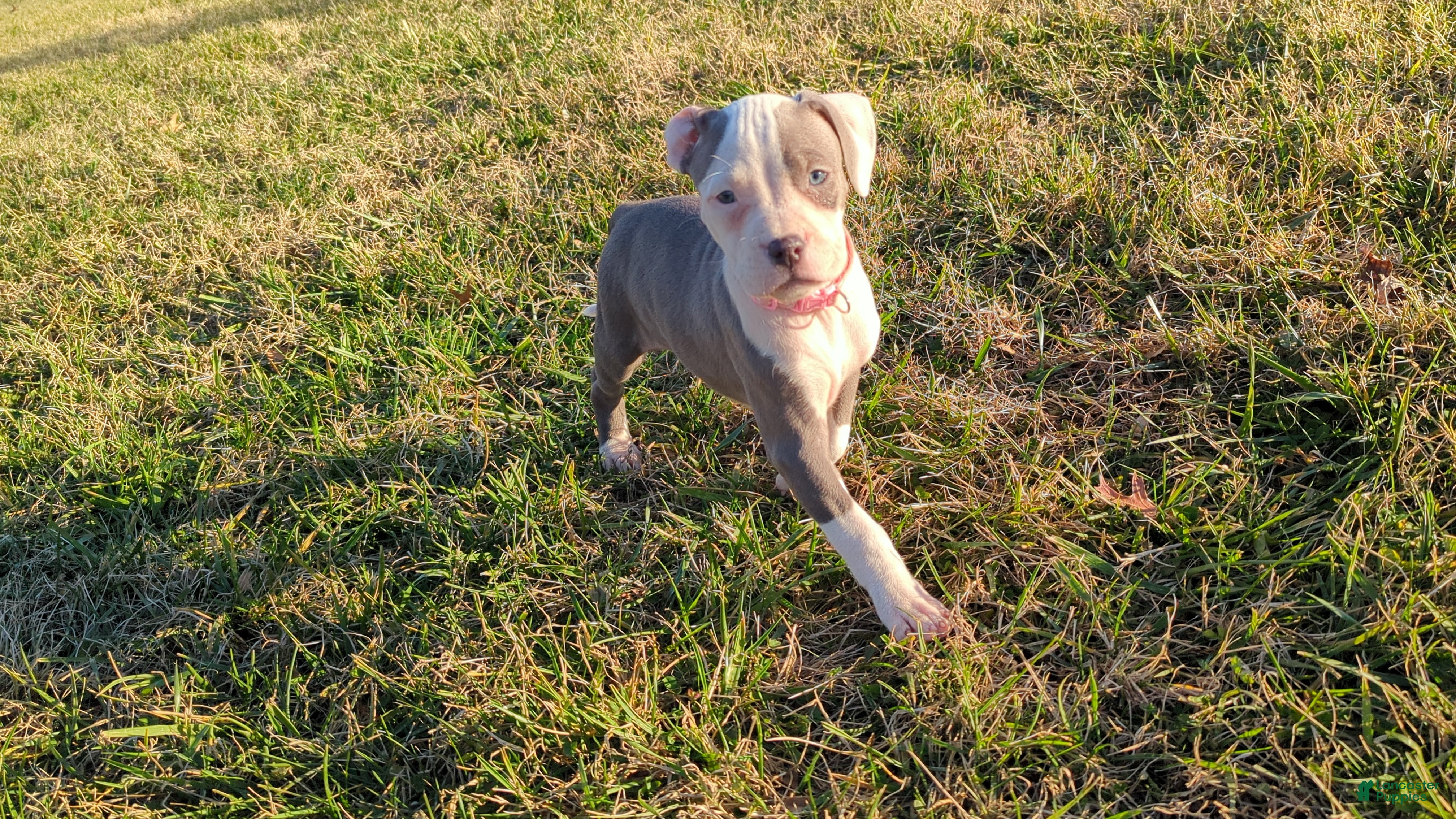American Bully dogs Spotty - Ad 5