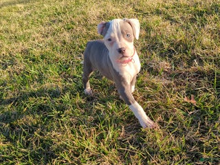 American Bully dogs Spotty - Ad 20