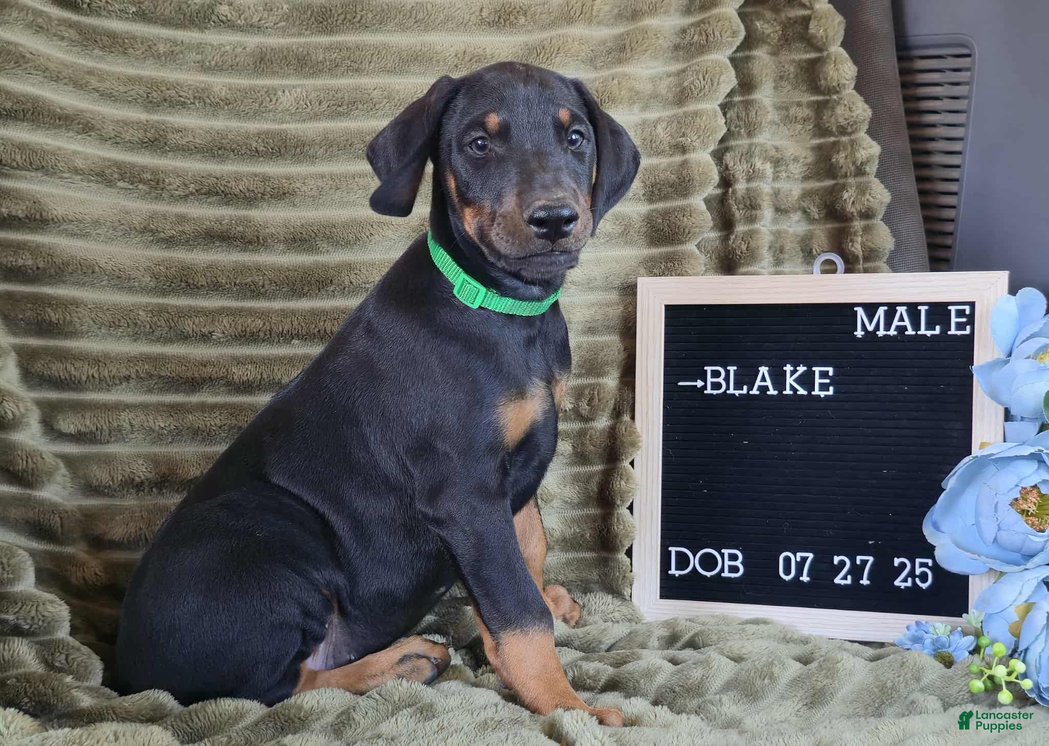 Doberman Pinscher dogs Blake - Ad 9