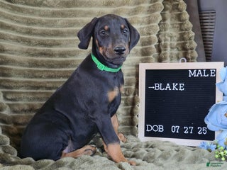 Doberman Pinscher dogs Blake - Ad 31