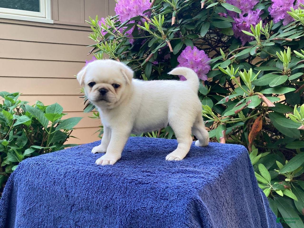 Pug dogs Sugar - Ad 1