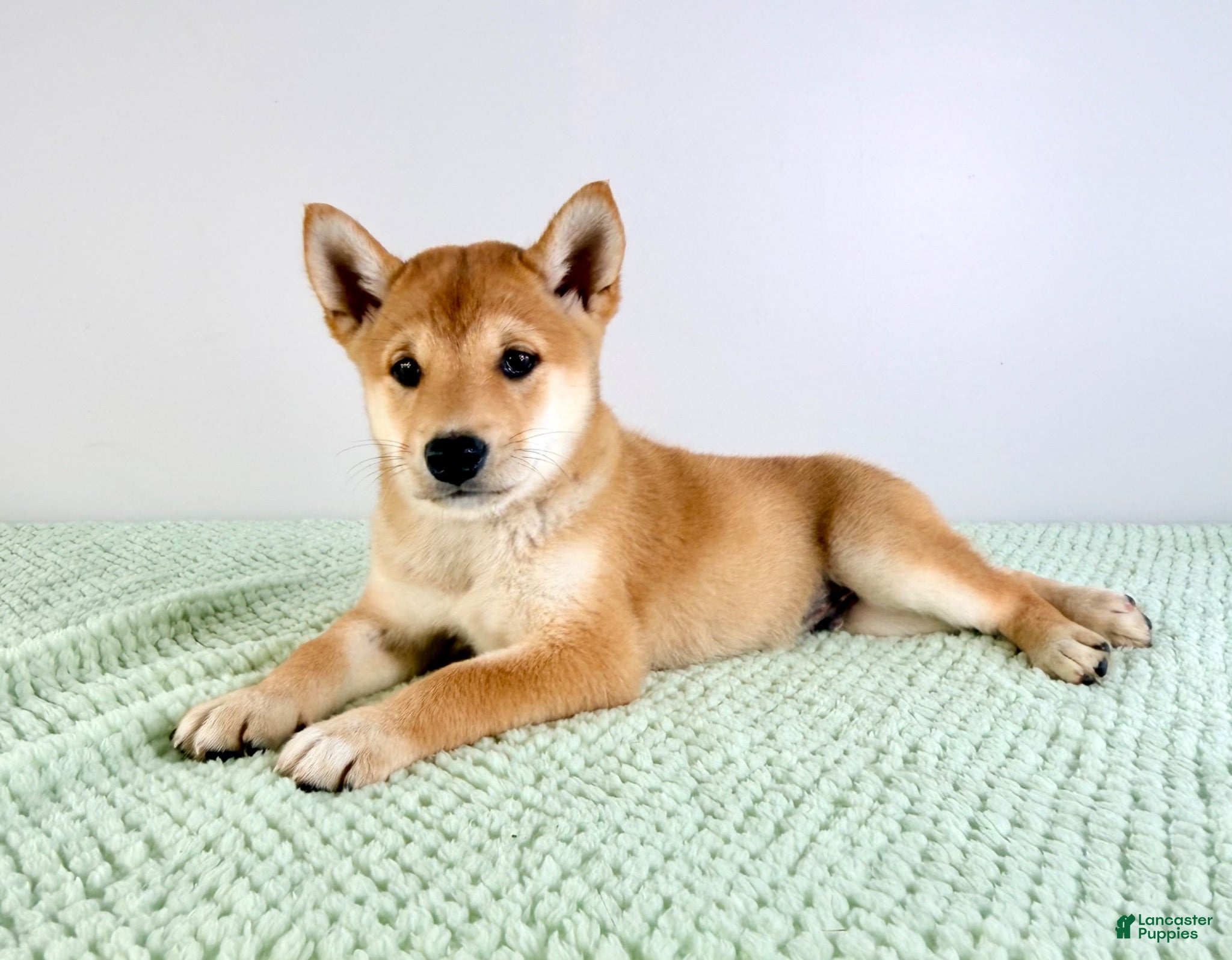 Shiba Inu dogs AKC Cricket - Ad 41