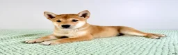 Shiba Inu dogs for sale: AKC Cricket - Ad 1
