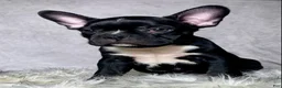 Mixed Breed dogs for sale: Mr Milo - Ad 9