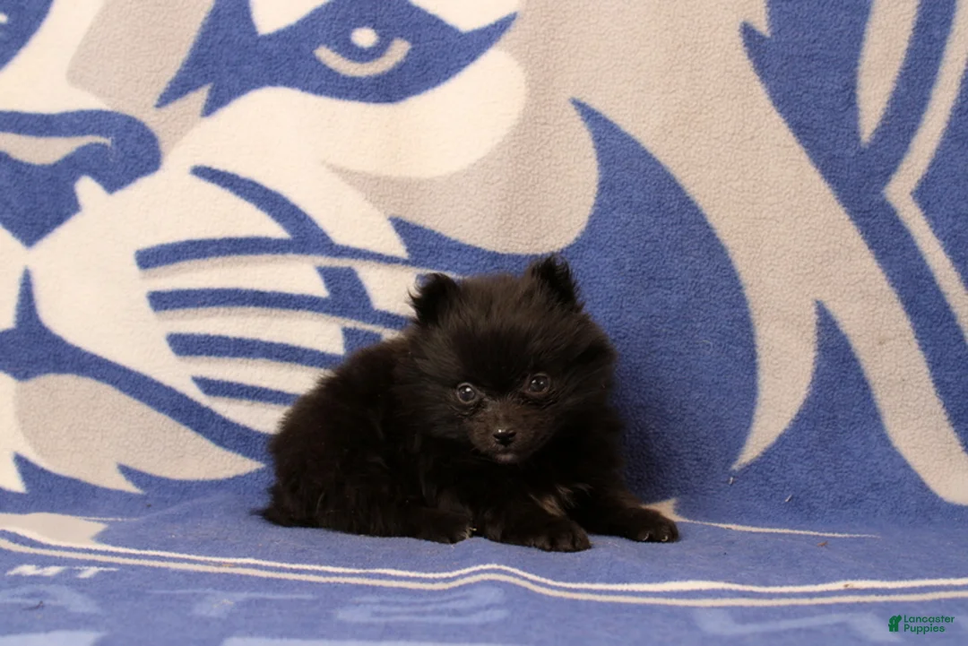 Pomeranian dogs for sale: Gerald - Ad 1