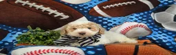 Bichpoo dogs for sale: Xavier - Ad 6
