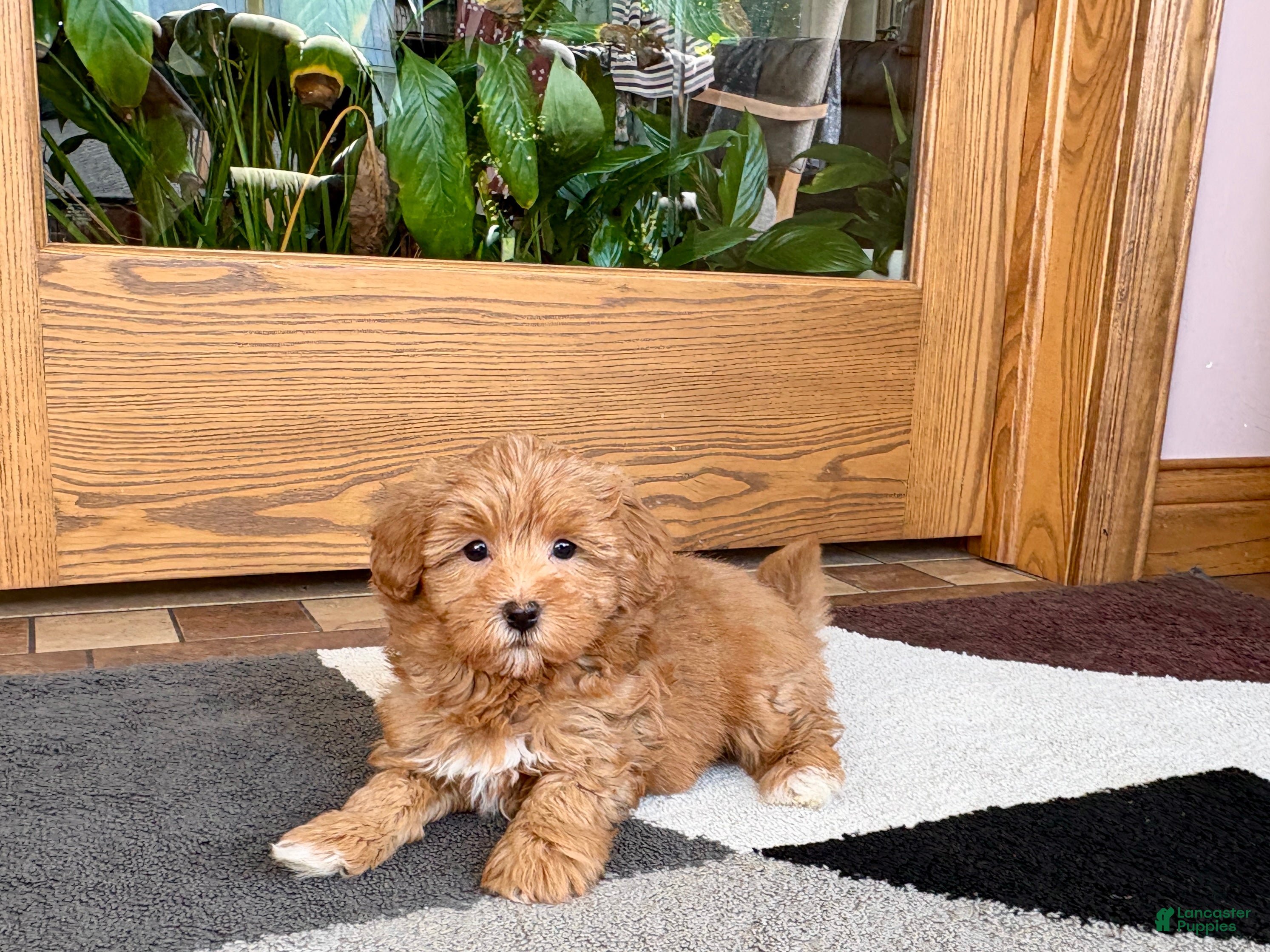 Havapoo dogs Havapoo Puppy 3 - Ad 2