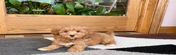 Havapoo dogs for sale: Havapoo Puppy 3 - Ad 2